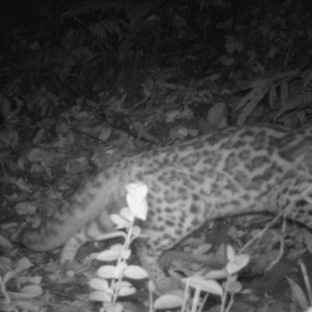 Daily Dive # 061 | Camera Traps in the High Forests of Nepal
